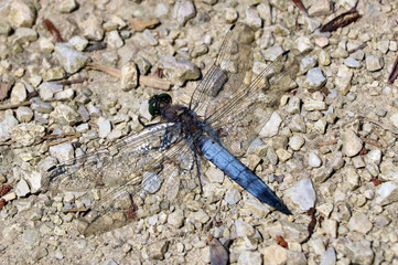 Dragonfly