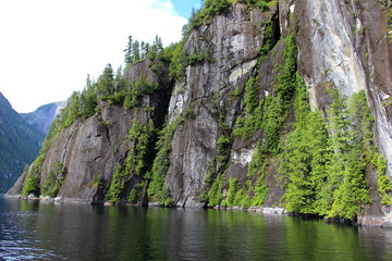 Vegetación montaña