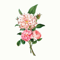Pink peonies © Rawpixel.com