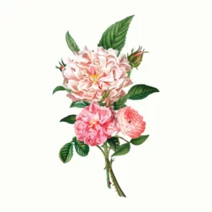 Pink peonies © Rawpixel.com