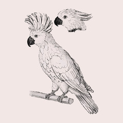 Moluccan cockatoo vintage style © Rawpixel.com