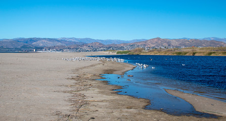 Seagulls on narrow isthmus of sand where the Santa Clara river bird preserve meets the beach at Surfers Knoll beach in Ventura California United States