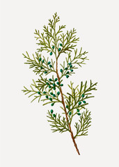 Virginian juniper bush
