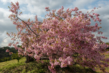 豊前の河津桜