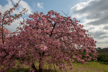 豊前の河津桜