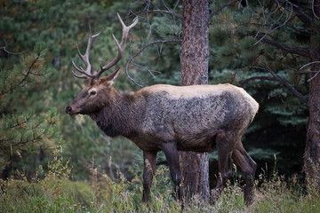 Elk in the forest