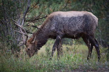 Elk in the forest