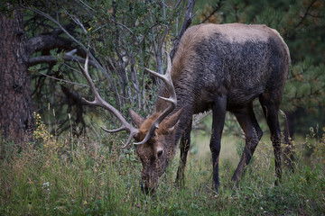 Naklejka na ściany i meble Elk in the forest