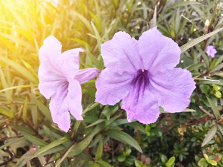 Purple flowers in nature with warm sunlight