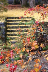 高野山の紅葉