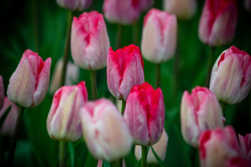 Tulips