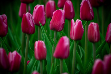 Tulips