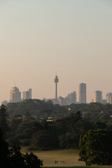 Fototapeta premium Sydney skyline under the sunset light behind a park.