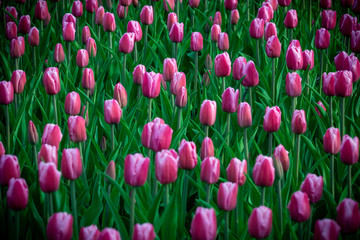 Tulips