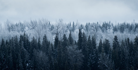 Ice Cold Canadian Forest