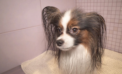 Papillon dog is blow dry after bathing in the bathroom