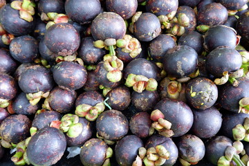 fresh mangosteen freshly picked from the garden