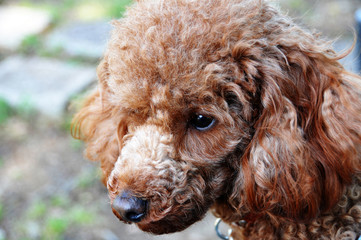 Fototapeta premium かわいいプードル