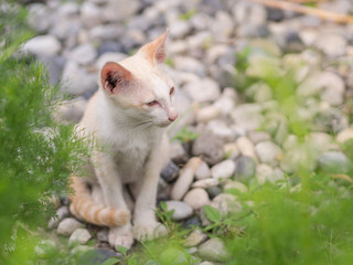 Naklejka na ściany i meble Abandoned white kitten with sadness eyes in the garden. Cat waiting to be adopted.