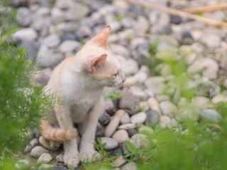Naklejka na ściany i meble Abandoned white kitten with sadness eyes in the garden. Cat waiting to be adopted.
