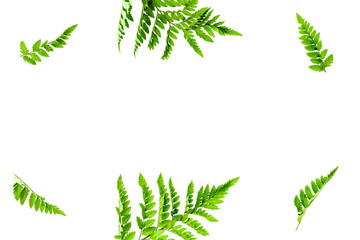Spring background. Fresh green leaves frame on white background top view space for text