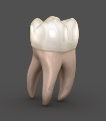 Dental anatomy - First maxillary molar tooth. Medically accurate dental 3D illustration