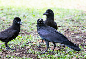 flock of black feather crow on grass meadow