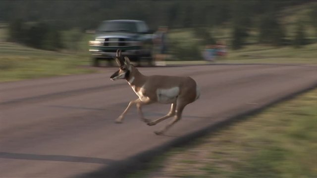 View of Pronghorn Antelope at Custer State Park in South Dakota United States