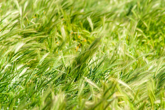Field of Grass Background