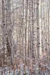 Winter Aspen Clone in Canada