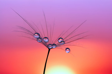 dandelion with drops of water against the sky and the setting sun