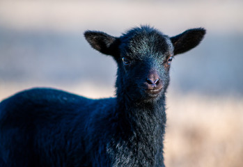 lamb © Franklin