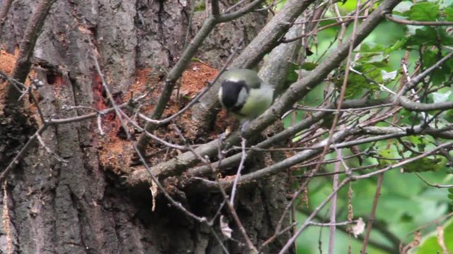 Great Tit Bird Close shot of Great Tit Bird from bua de bulon