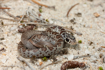 Baby black racer snake - Coluber constrictor