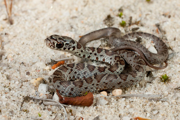 Baby black racer snake - Coluber constrictor