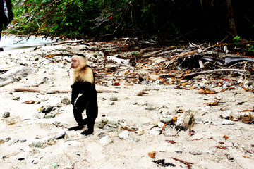 Monkey on the beach - 250562432