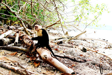Monkey on the beach - 250562456
