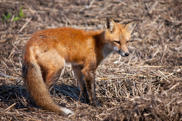 Naklejka na ściany i meble Red fox resting - Vulpes vulpes