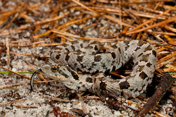 Neonate eastern hognose snake - Heterodon platyrhinos
