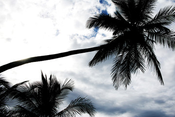 palm tree and blue sky - 250562497