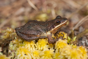 New jersey chorus frog - Pseudacris kalmi