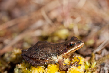 New jersey chorus frog - Pseudacris kalmi