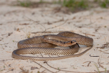 Eastern coachwhip - Masticophis flagellum