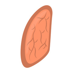 Isolated human lung image. Vector illustration design