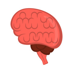 Isolated human brain image. Vector illustration design