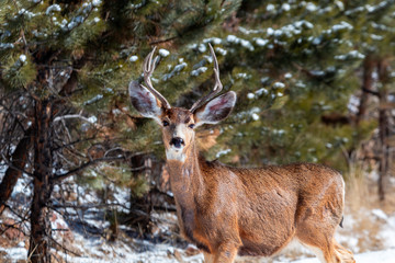 Mule Deer in the Winter