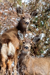 Mule Deer in the Winter