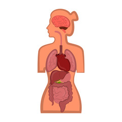 Human anatomy in a woman body. Vector illustration design