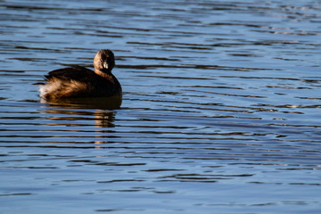 Waterfowl at San Francisco Bay