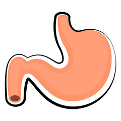 Isolated human stomach. Colored sketch. Vector illustration design